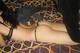 culetto