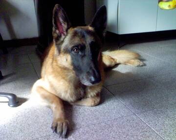 rex