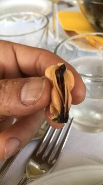 figa del mare