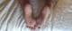 Piante piedi