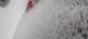 Bolle