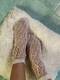 Piedini con calze