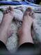 Piedi