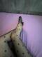gambette