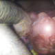 Private Photo of luciferas
