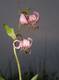 fiore