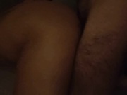 Pecora